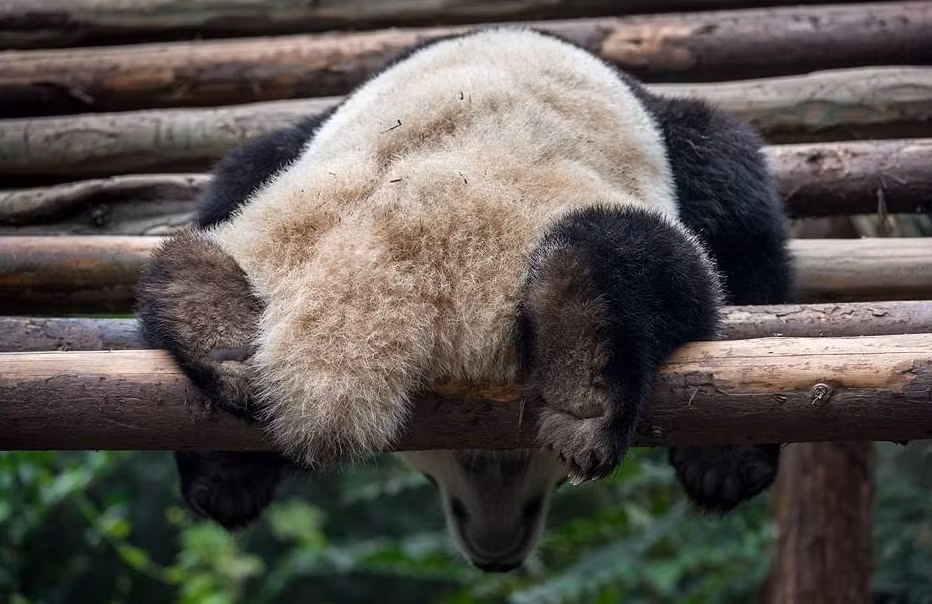 Sau khi no nê, chúng sẽ lăn ra ngủ cho đến khi đói bụng và muốn tỉnh dậy để ăn. Nguồn: Smalliving