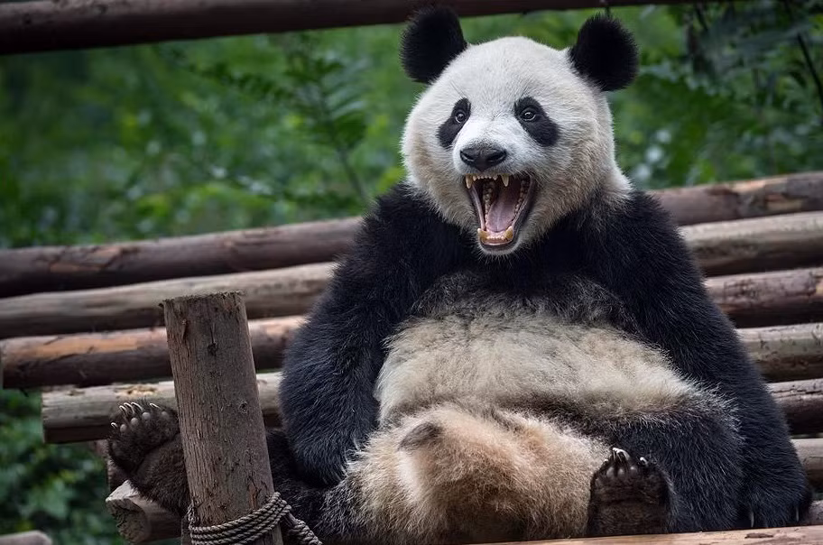 Thi thoảng, do nhàn cư vi bất thiện, có một số con gấu trúc khổng lồ cũng biểu lộ tính xấu, giận dữ vô cớ với các nhân viên chăm sóc và đồng loại, khiến hình ảnh dễ thương của nó bị giảm đi nhiều. Nguồn: Smalliving