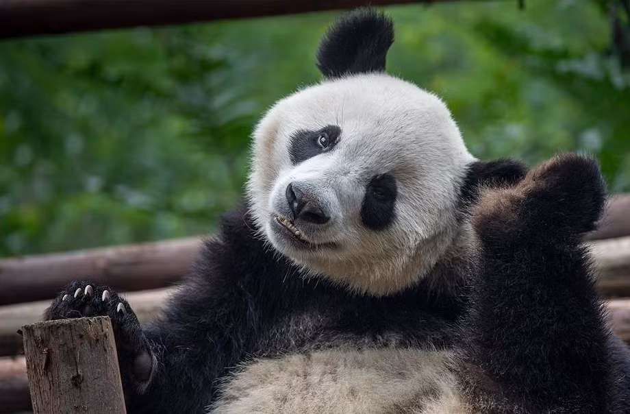 Có một thực tế là Trung Quốc không bán gấu trúc, loài động vật này là động vật đặc hữu, được coi là tài sản phi vật thể của Trung Quốc, các vườn thú khác trên thế giới chỉ có thể thuê loài động vật này với giá một triệu USD một năm. Nguồn: Smalliving