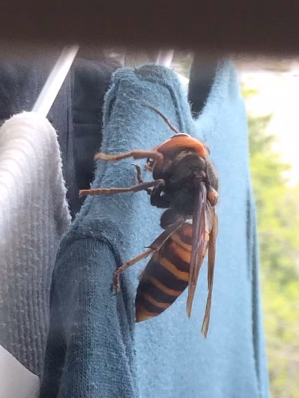 Hình ảnh được một người dân Nhật Bản chụp được chứng tỏ kích thước đáng sợ của ong bắp cày khổng lồ châu Á.