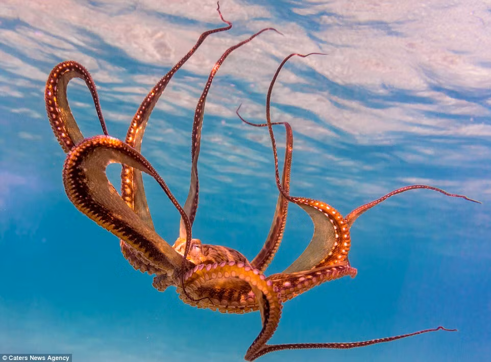 Có lẽ nhiều người, đặc biệt là các cô gái trẻ sẽ khóc thét khi bị loài thủy quái đại dương bé nhỏ này bám vào thân mình nhưng Jessica Bacerra và các bạn của cô thì không. Họ coi những con bạch tuộc là những thú cưng của mình và hoàn toàn thoải mái khi những con bạch tuộc bám vào người không chịu rời đi.