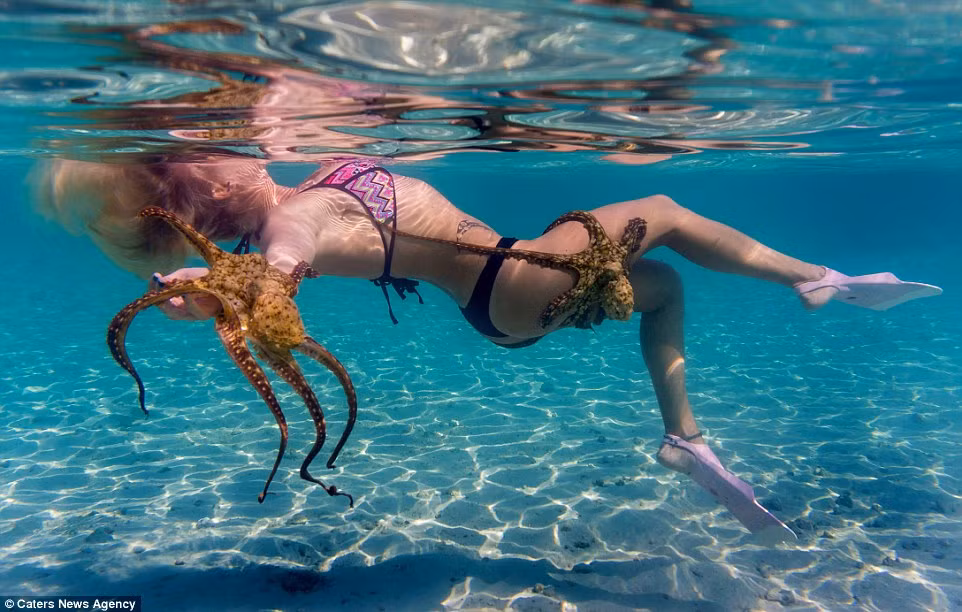 Jessica Bacerra cho biết cô thực sự thích cách mà những con bạch tuộc tiếp cận và bám vào cơ thể của mình. Chúng thực sự coi những cô gái trẻ xinh đẹp này như một chiếc thang máy để đi quá giang.