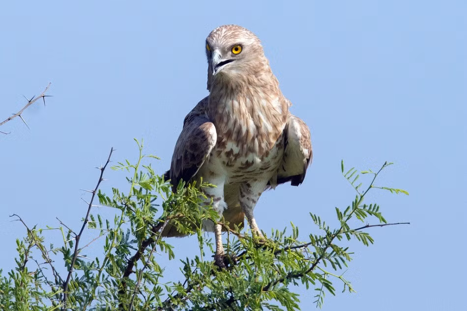 Cuộc kịch chiến giữa đại bàng và rắn hổ mang rơi vào bế tắc khoảng 10 phút trước khi đại bàng bay lên cành cao và quan sát nhất cử nhất động của con rắn, tìm cơ hội giết chết và ăn thịt rắn hổ mang. (Theo Sina)