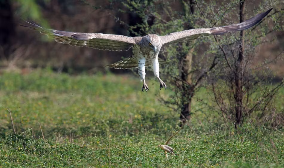 Đại bàng bay lên rồi lại hạ xuống nhiều lần nhưng vẫn chưa tìm được sơ hở của con rắn để ra tay. (Theo Sina)