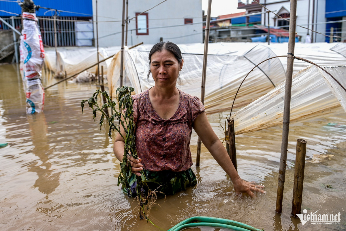 Vựa hoa lớn nhất Nam Định ngập trong biển nước “mất trắng” tiền tỷ Vua hoa lon nhat Nam Dinh ngap trong bien nuoc “mat trang” tien ty