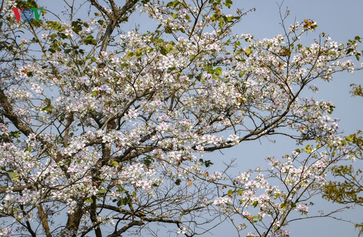 Lượng khách đến với thành phố Điện Biên thường tăng đáng kể vào mỗi dịp hoa ban nở.