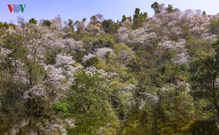 Nhiều năm qua Lễ hội Hoa ban đã thành thương hiệu du lịch đặc biệt của Điện Biên. Địa phương này đã bảo tồn, mở rộng diện tích rừng hoa ban.