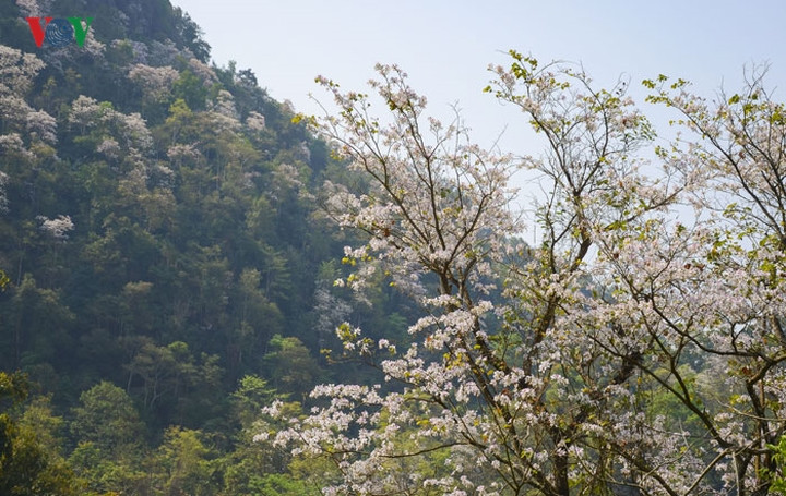 Hoa ban - loài hoa đặc trưng nơi núi rừng Tây Bắc.
