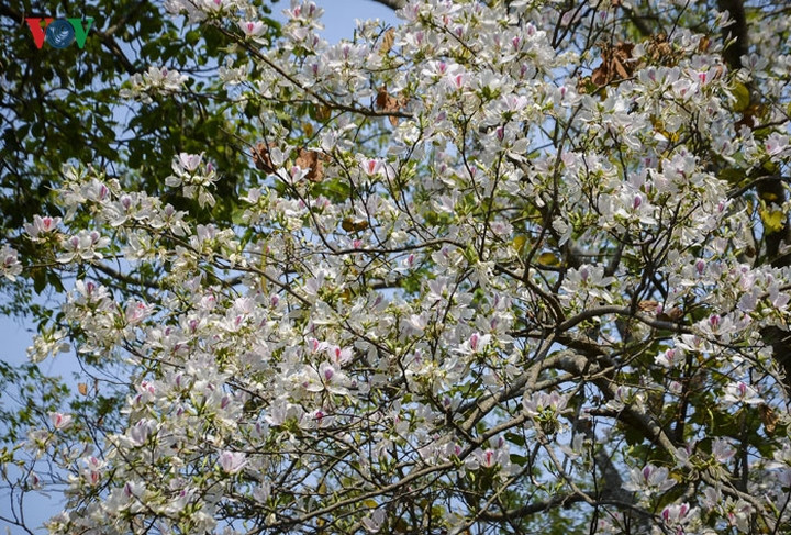 Khắp nơi trên mảnh đất Tây Bắc đang tràn ngập sắc trắng, tím của hoa ban.