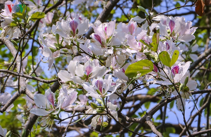 Với thời tiết thuận lợi, đến thời điểm này cơ bản gần 4.000 cây hoa ban trên địa bàn thành phố đã kết nụ và đang bắt đầu bung hoa.