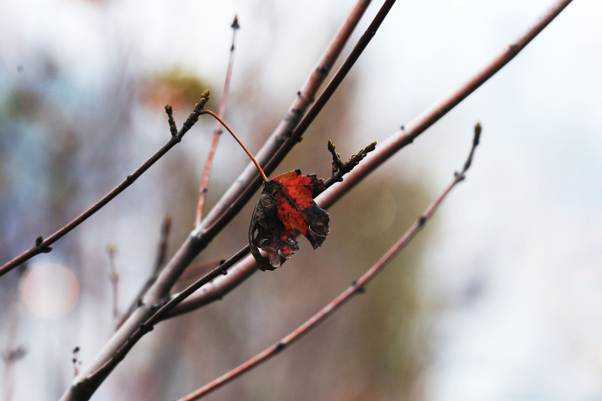 Những mầm chồi mầm non đang hé nở cạnh chiếc lá héo úa.