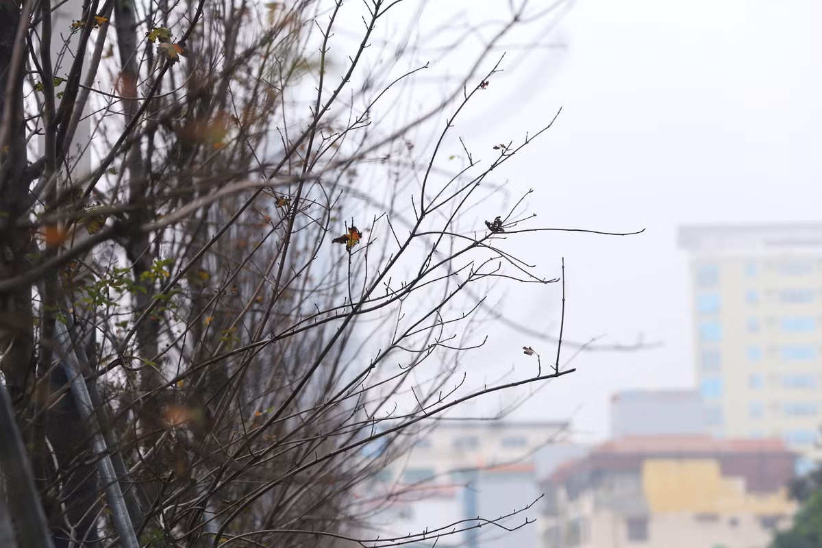 Những chiếc lá héo úa còn sót lại trên thân cây.