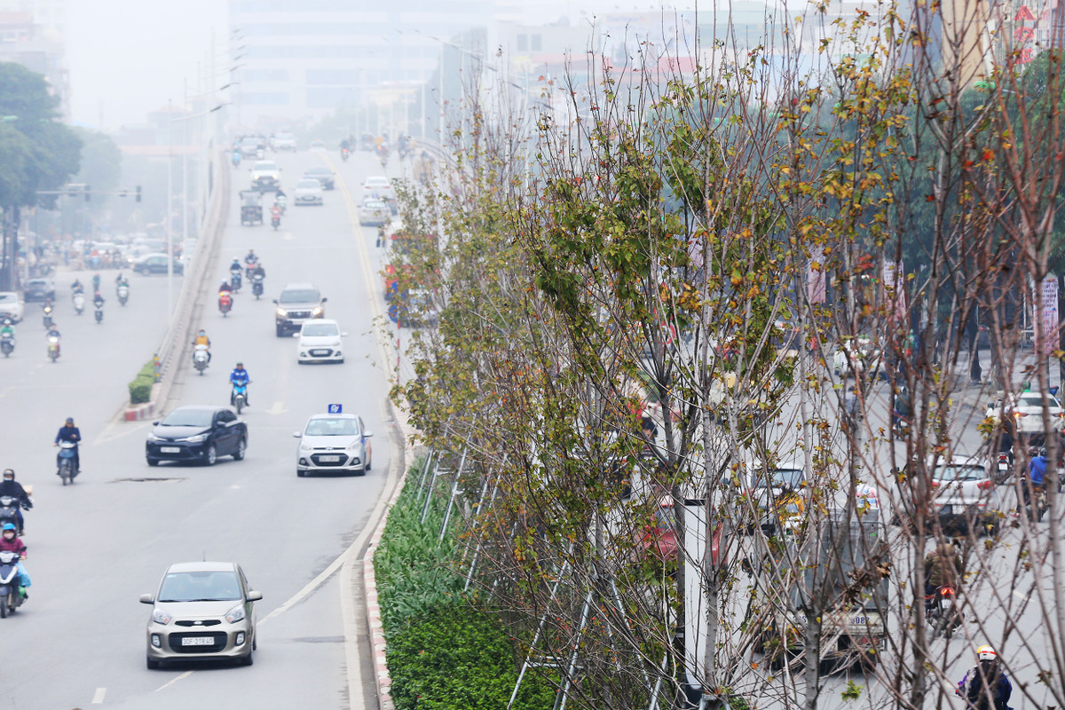 Rất ít những cây phong lá đỏ trên đường Trần Duy Hưng và Nguyễn Chí Thanh còn giữ được "bộ cánh" của mình.
