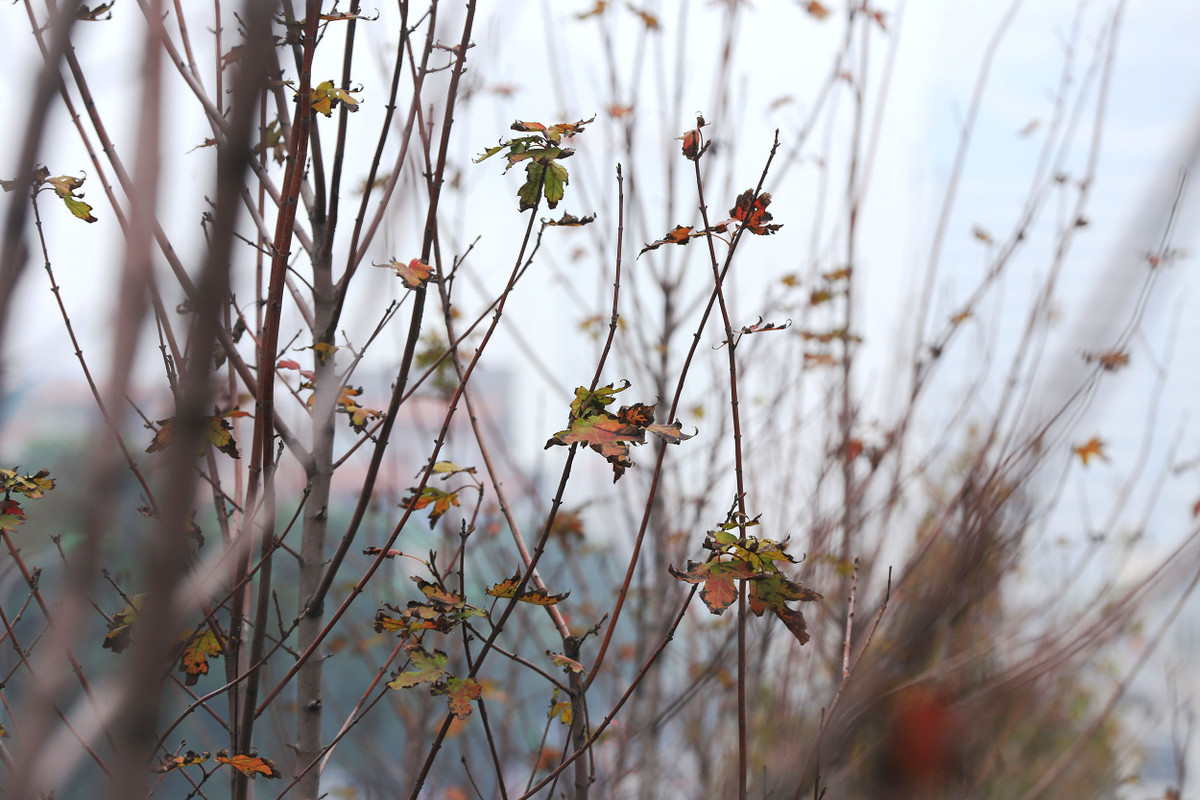 Màu của lá không còn xanh nhưng cũng không phải màu đỏ.