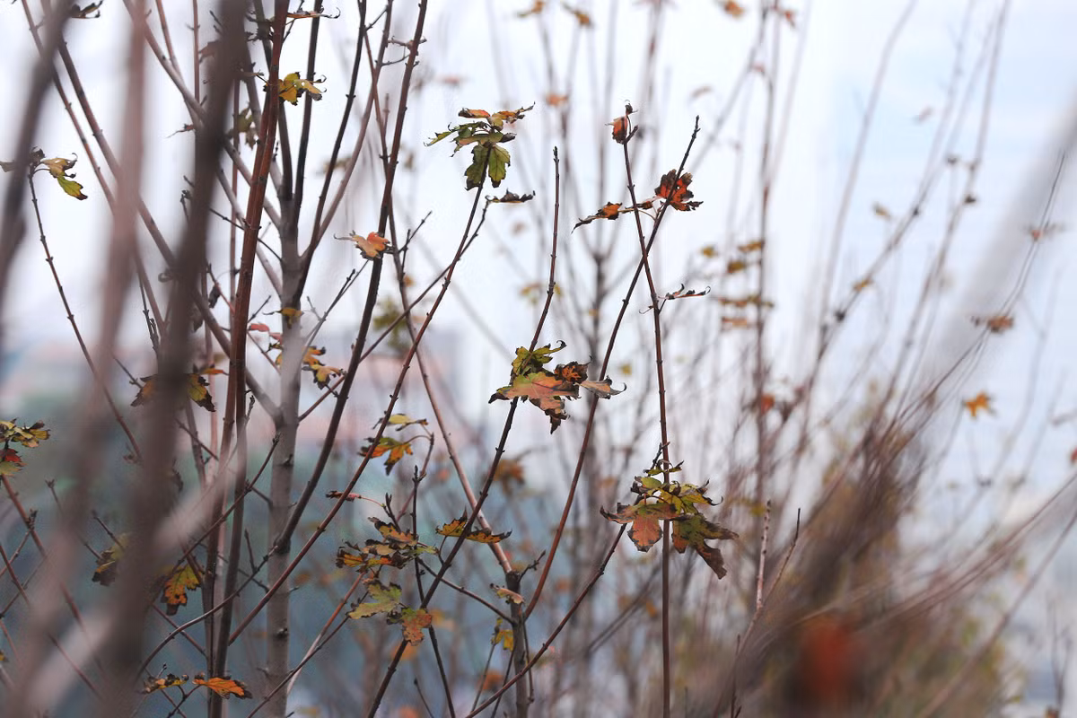 Màu của lá không còn xanh nhưng cũng không phải màu đỏ.