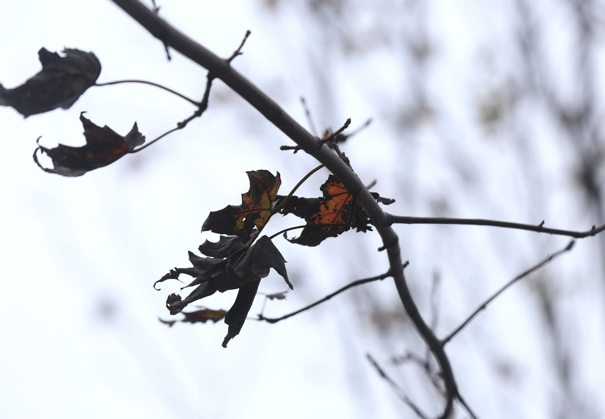 Trước đó, thực hiện theo chủ trương của TP Hà Nội về chương trình trồng một triệu cây xanh trong giai đoạn 2016 – 2020, đầu năm 2018 các cơ quan chức năng của Hà Nội đã tiến hành trồng những hàng phong lá đỏ trên một số tuyến phố như Nguyễn Chí Thanh, Trần Duy Hưng