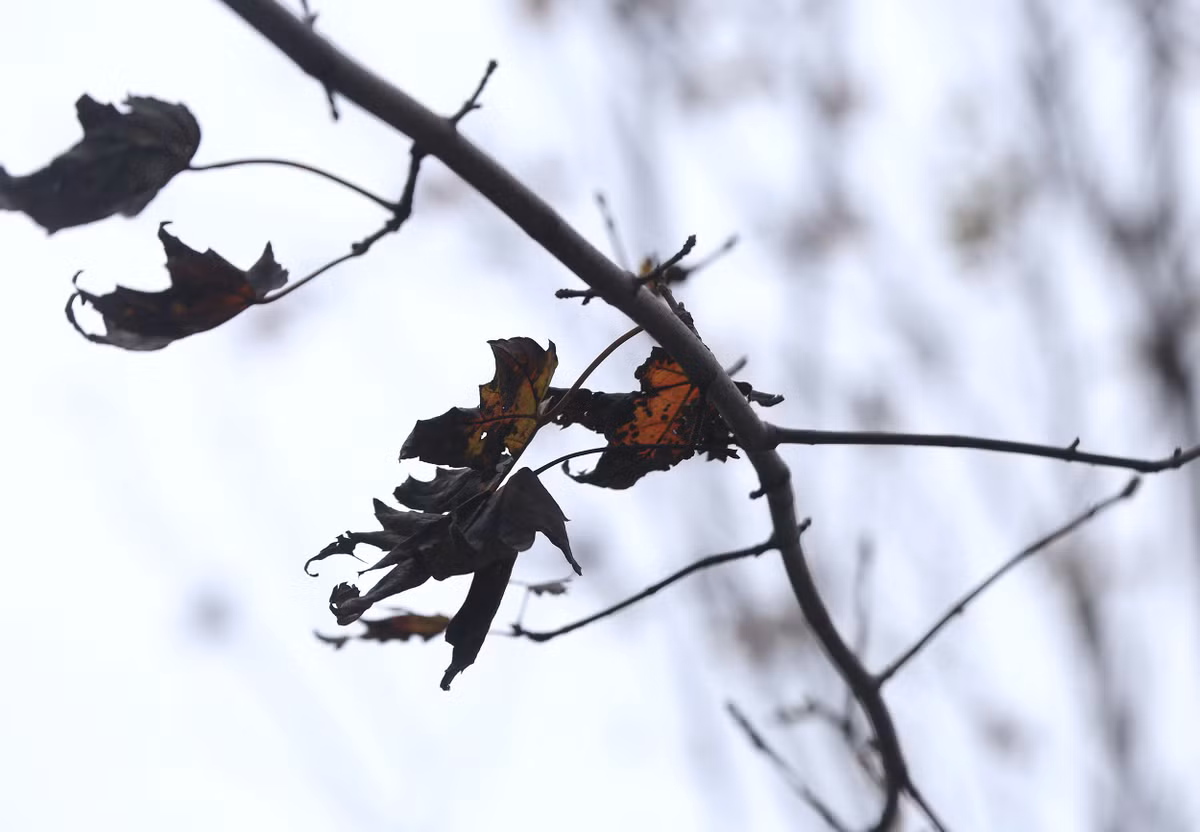 Trước đó, thực hiện theo chủ trương của TP Hà Nội về chương trình trồng một triệu cây xanh trong giai đoạn 2016 – 2020, đầu năm 2018 các cơ quan chức năng của Hà Nội đã tiến hành trồng những hàng phong lá đỏ trên một số tuyến phố như Nguyễn Chí Thanh, Trần Duy Hưng