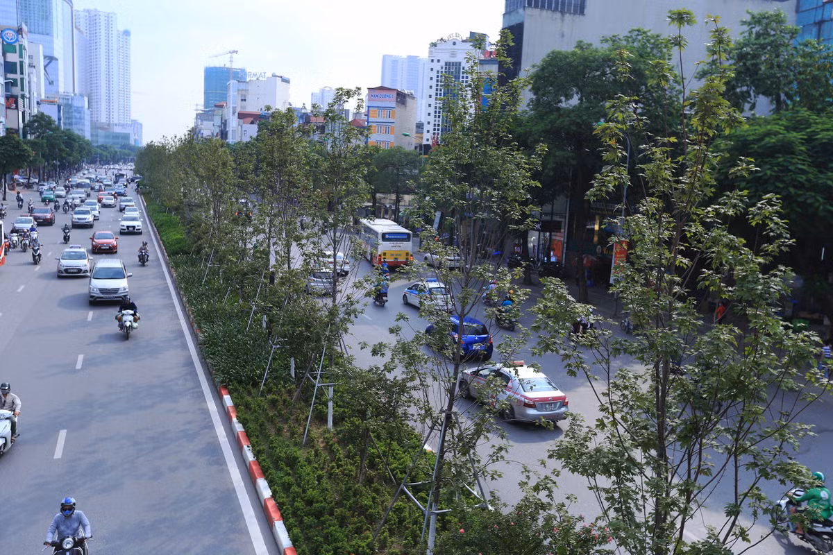 Hình ảnh hàng Phong lá đỏ với tán lá sum suê trên đường Trần Duy Hưng vào hồi tháng 8/2018.