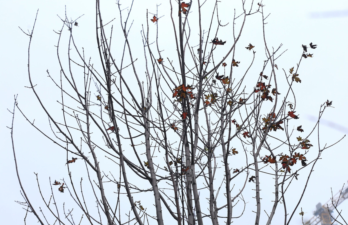 Trên cây lác đác lá.