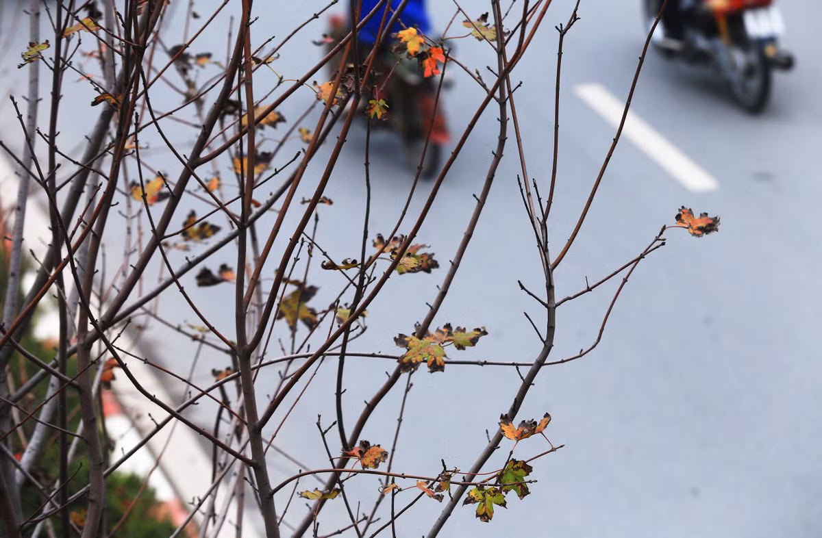 Vào mùa đông, những cây phong lá đỏ sẽ bước vào thời kì rụng lá, cho tới sang Xuân lá mới bắt đầu mọc trở lại.