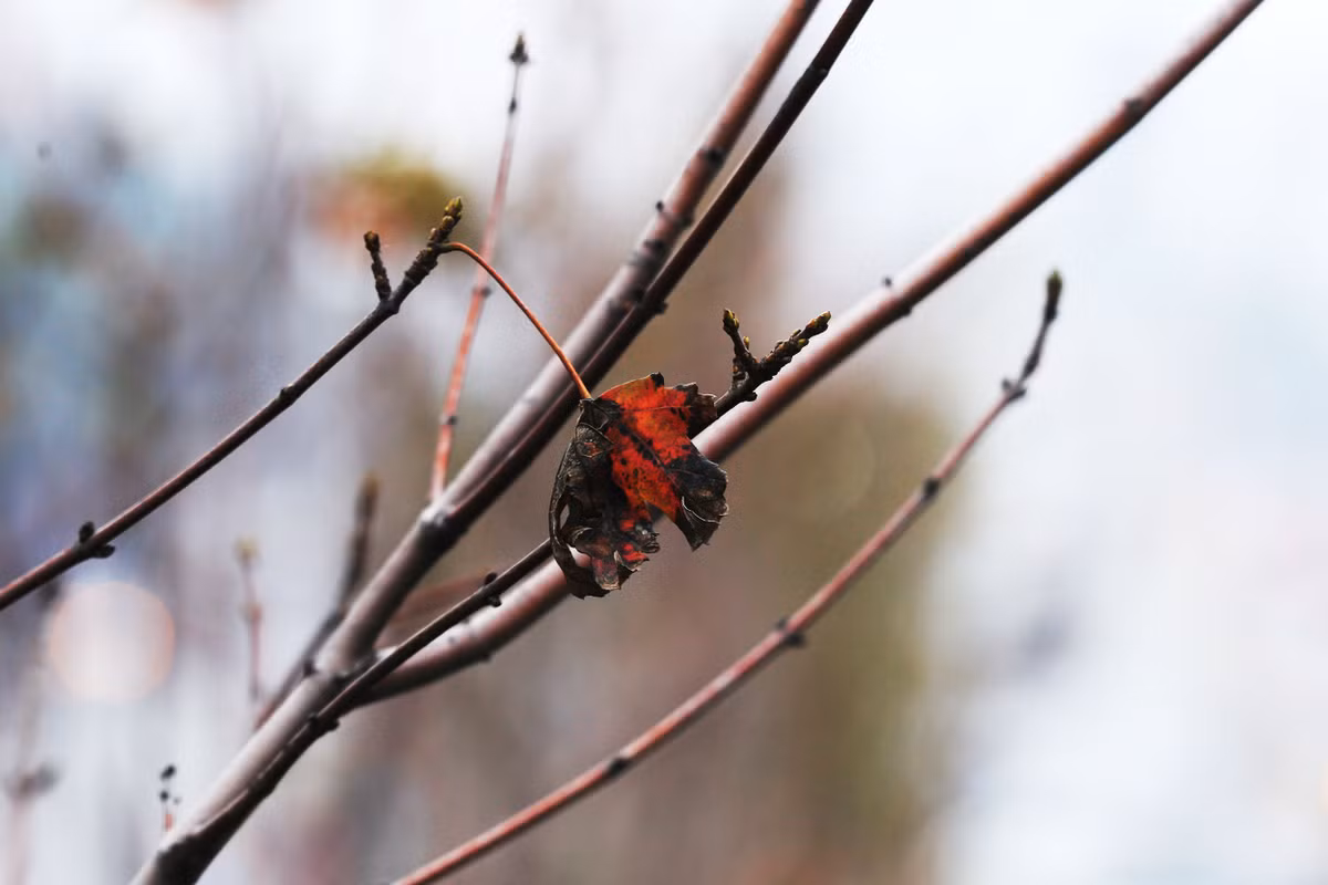 Những mầm chồi mầm non đang hé nở cạnh chiếc lá héo úa.