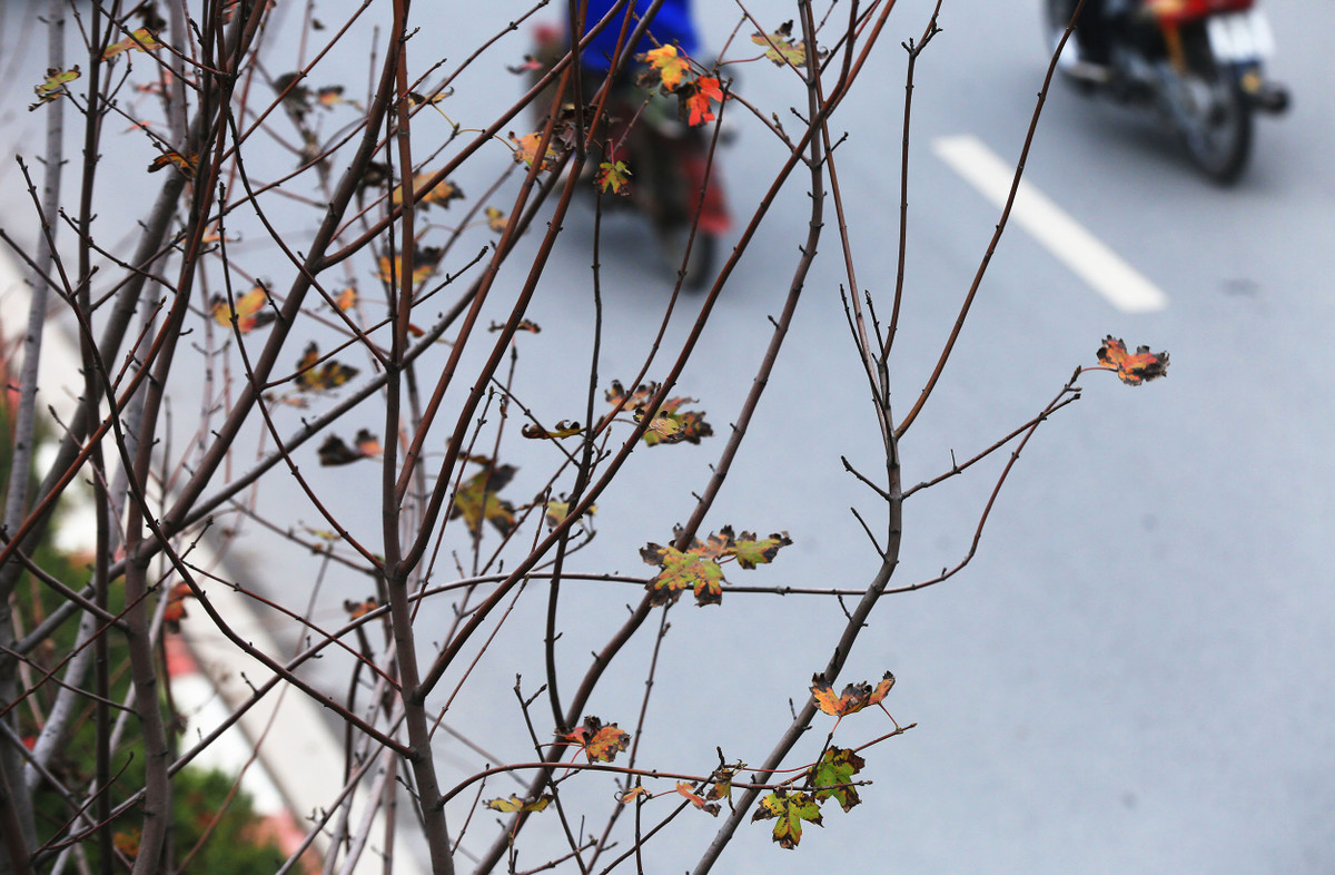 Vào mùa đông, những cây phong lá đỏ sẽ bước vào thời kì rụng lá, cho tới sang Xuân lá mới bắt đầu mọc trở lại.