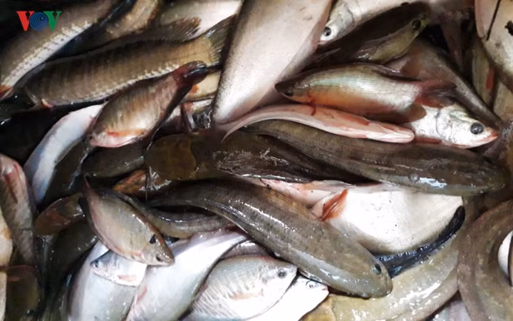 Cá đồng là một trong những đặc sản có tiếng của Cà Mau.