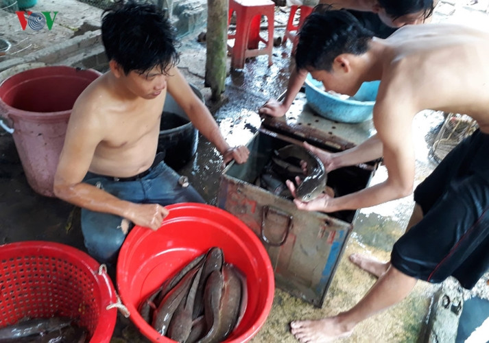 Vào mùa khô, sau khi thu hoạch vụ lúa thứ 2, nước trong ruộng cạn dần là thời điểm người dân nơi đây bắt đầu vụ thu hoạch cá đồng.