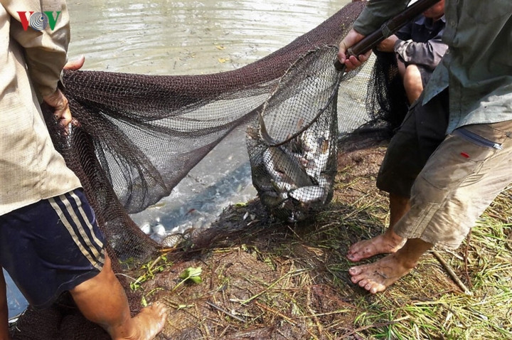 Thu hoạch cá đồng được chia thành 2 thời điểm và 2 phương pháp khác nhau. 