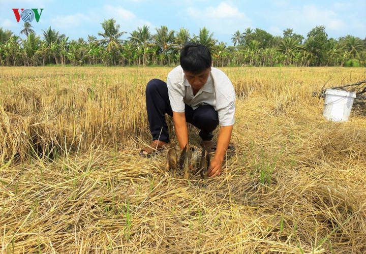 Về Cà Mau trải nghiệm một lần tát hay chụp đìa và thưởng thức những con cá đồng nướng trui ngay tại ruộng là một trải nghiệm khó quên.