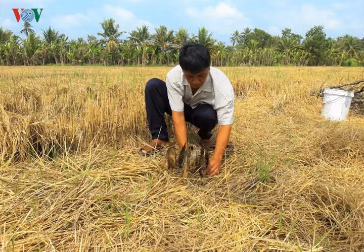 Về Cà Mau trải nghiệm một lần tát hay chụp đìa và thưởng thức những con cá đồng nướng trui ngay tại ruộng là một trải nghiệm khó quên.