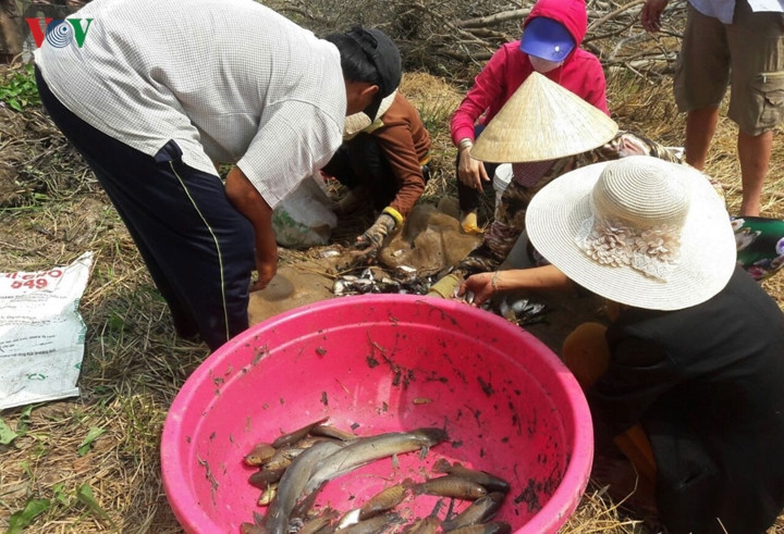 Trước Tết Nguyên đán, mặc dù nước còn lớn, cá chưa rút hết về đìa nhưng để đón giá cá cao, người dân dùng phương pháp chụp đìa (dùng lưới) để bắt cá.