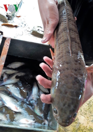 Tại vùng đất U Minh không khó để tìm những “ông” lóc đồng nặng trên 1 kg.