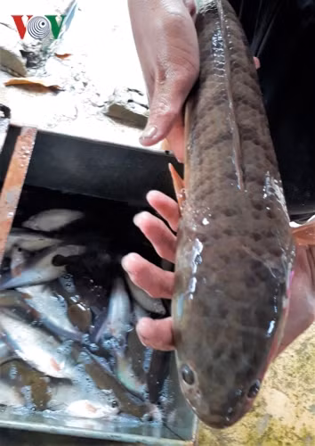 Tại vùng đất U Minh không khó để tìm những “ông” lóc đồng nặng trên 1 kg.