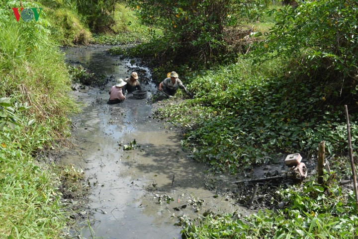Hiện đang là chính vụ tát đìa.
