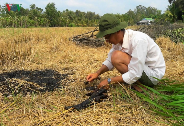 Trong thời gian chờ đợi bắt cá, các “thợ nghề” tranh thủ nướng những con cá đồng bắt được khi dọn cỏ và nhâm nhi cùng rượu đế.