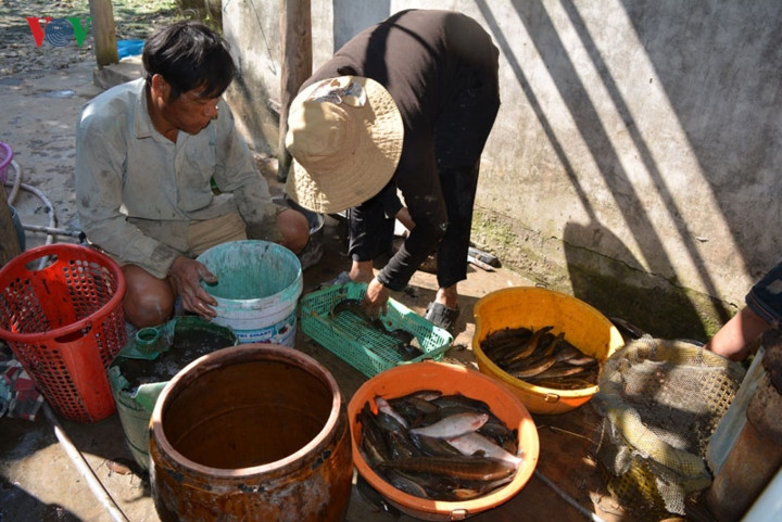 Hiện giá cá đồng ở mức tương đối cao. Hộ gia đình nào trúng mùa thì có nguồn thu chục triệu, còn trung bình mỗi hộ có nguồn thu vài triệu đồng/vụ.