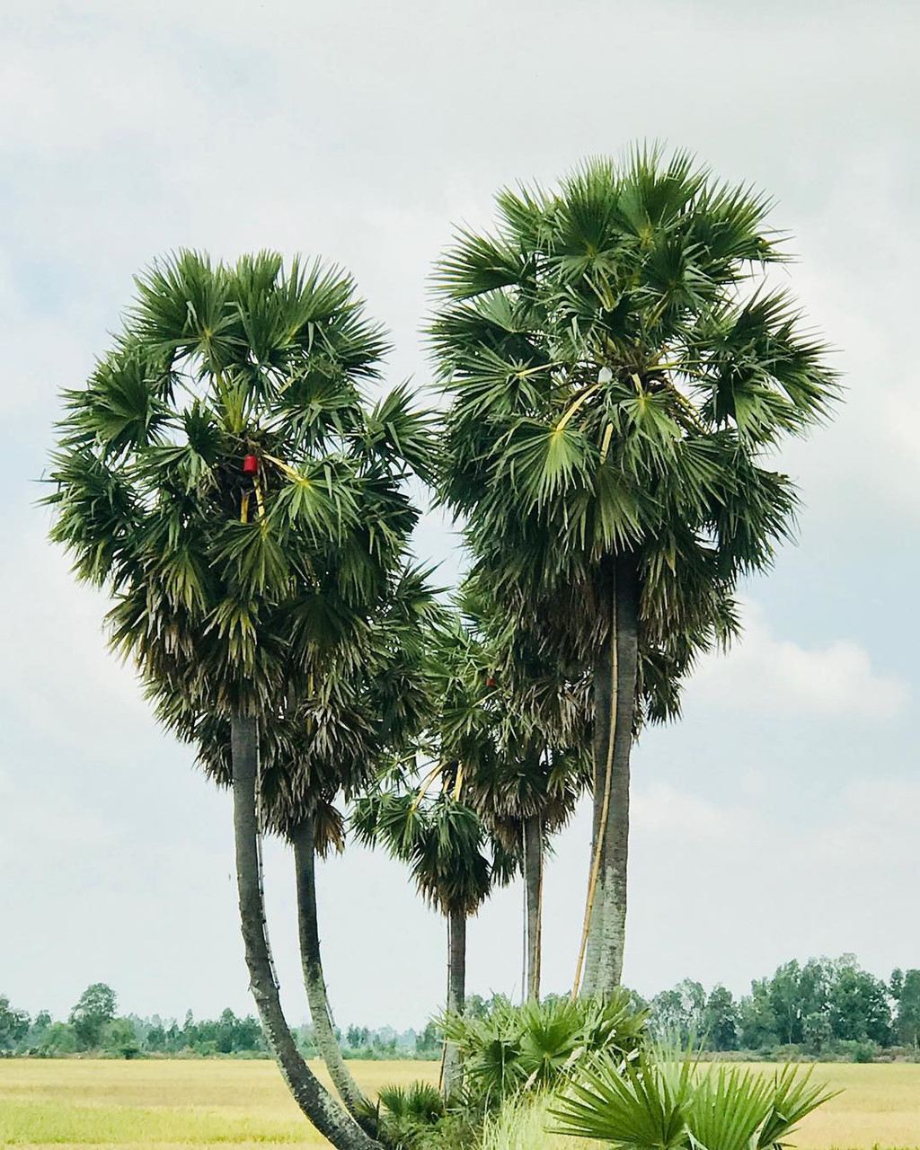 Nổi tiếng và đẹp là vậy nhưng mới đây, chủ nhân những cây thốt nốt nổi tiếng đã quyết định tỉa bớt tán lá, khiến hình dạng trái tim không còn nguyên vẹn. Nguyên nhân dẫn đến quyết định trên được cho là do hành vi xả rác bừa bãi của các du khách khi tới check-in. Ảnh: Luend.
