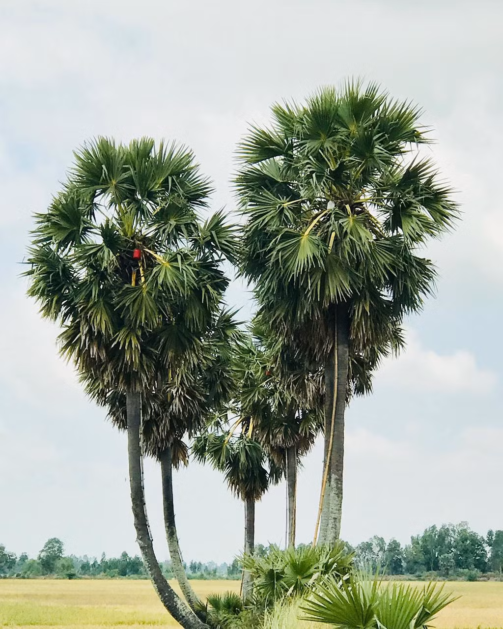 Nổi tiếng và đẹp là vậy nhưng mới đây, chủ nhân những cây thốt nốt nổi tiếng đã quyết định tỉa bớt tán lá, khiến hình dạng trái tim không còn nguyên vẹn. Nguyên nhân dẫn đến quyết định trên được cho là do hành vi xả rác bừa bãi của các du khách khi tới check-in. Ảnh: Luend.