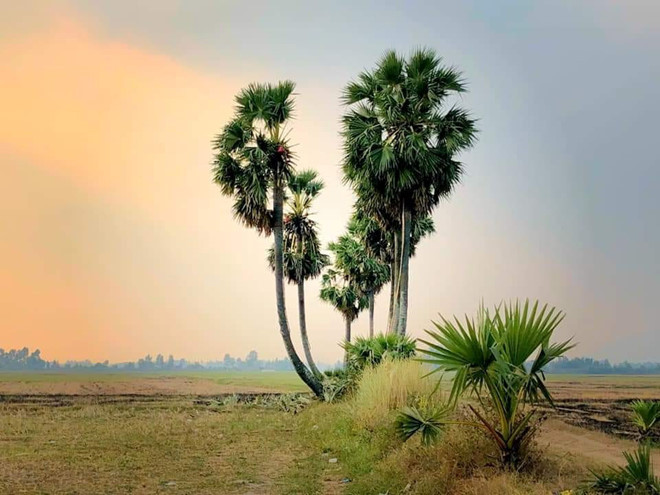 Việc cây thốt nốt trái tim không còn nguyên vẹn khiến nhiều du khách tiếc nuối vì chưa được tới chụp hình. Trên nhiều diễn đàn, cộng đồng mạng đã nhanh chóng đặt tên mới cho hàng cây là biểu tượng "trái tim tan vỡ". Ảnh: Nguyễn Phúc.