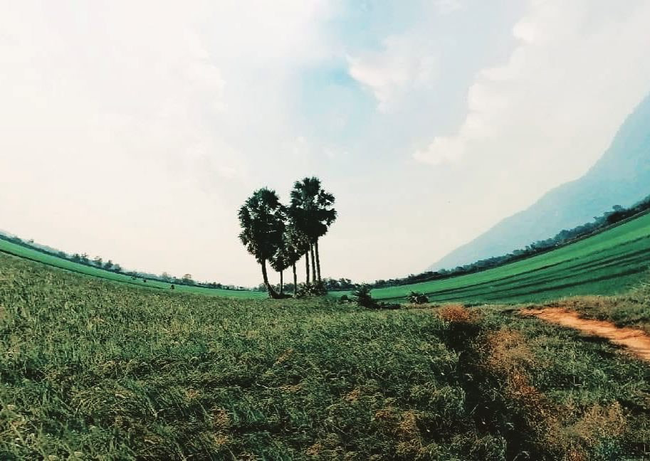 Đến An Giang, du khách không khó bắt gặp những hàng thốt nốt trải dài. Huyện Tri Tôn hay huyện Tịnh Biên ở An Giang được coi là xứ sở của loài cây này. Ảnh: Quang_fcxedich.