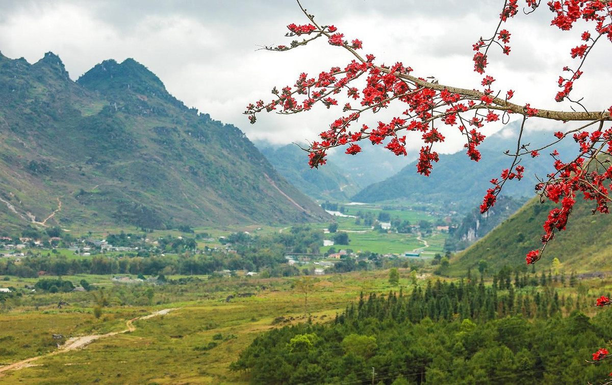 Hình bóng cây gạo dường như đã ăn sâu vào tiềm thức, ký ức của rất nhiều người, trở thành "linh hồn" của làng quê Việt Nam. Dọc miền Tổ quốc, bạn sẽ được chiêm ngưỡng khung cảnh rất nhiều cây gạo đang vào mùa nở hoa thắm sắc. Những bông gạo đỏ rực giữa màu xanh bạt ngàn của núi rừng Hà Giang, bên những mái đình cổ xưa ở Ninh Bình, giữa những cánh đồng lúa Thái Bình hay vùng ngoại ô thủ đô Hà Nội... gợi lên trong ta bao cảm xúc khó tả, khiến ai cũng ngỡ ngàng, mê đắm trước cảnh sắc đẹp đến nao lòng.