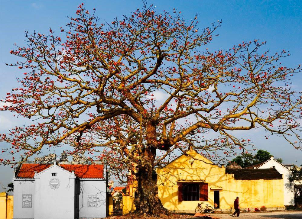 Hình ảnh hoa gạo nở rực khắp mọi miền Tổ quốc