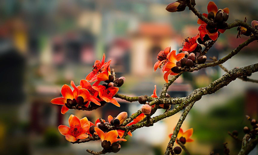 ...Bởi vậy, cái tên hoa gạo là biểu tượng cho niềm hy vọng, ước mong một mùa vàng bội thu, lúa gạo đầy bồ, đời sống ấm no, hạnh phúc của người nông dân".