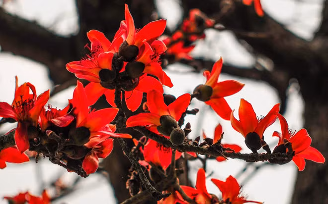 Ngo ngang truoc canh sac hoa gao do ruc troi khap moi mien dat nuoc-Hinh-11