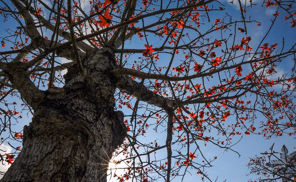 Ngo ngang truoc canh sac hoa gao do ruc troi khap moi mien dat nuoc-Hinh-14