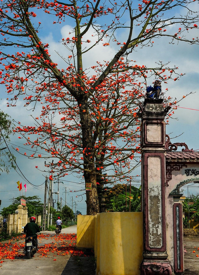  Hoa gạo dường như đã trở thành một trong những hình ảnh thân thuộc mỗi độ tháng 3 về. Giữa cánh đồng bao la hay cạnh đình làng rêu phong, cổ kính, khung cảnh những bông gạo đỏ rực như càng tô đậm thêm vẻ đẹp yên bình của làng quê Việt Nam, khiến bao người phải xao xuyến mỗi khi ngắm nhìn.