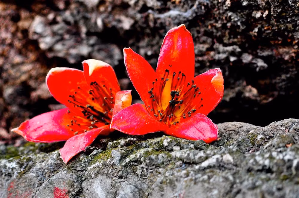 Ngo ngang truoc canh sac hoa gao do ruc troi khap moi mien dat nuoc-Hinh-9