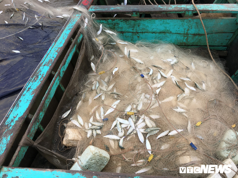 Anh: Ca trich mac day luoi, ngu dan Ha Tinh go moi tay