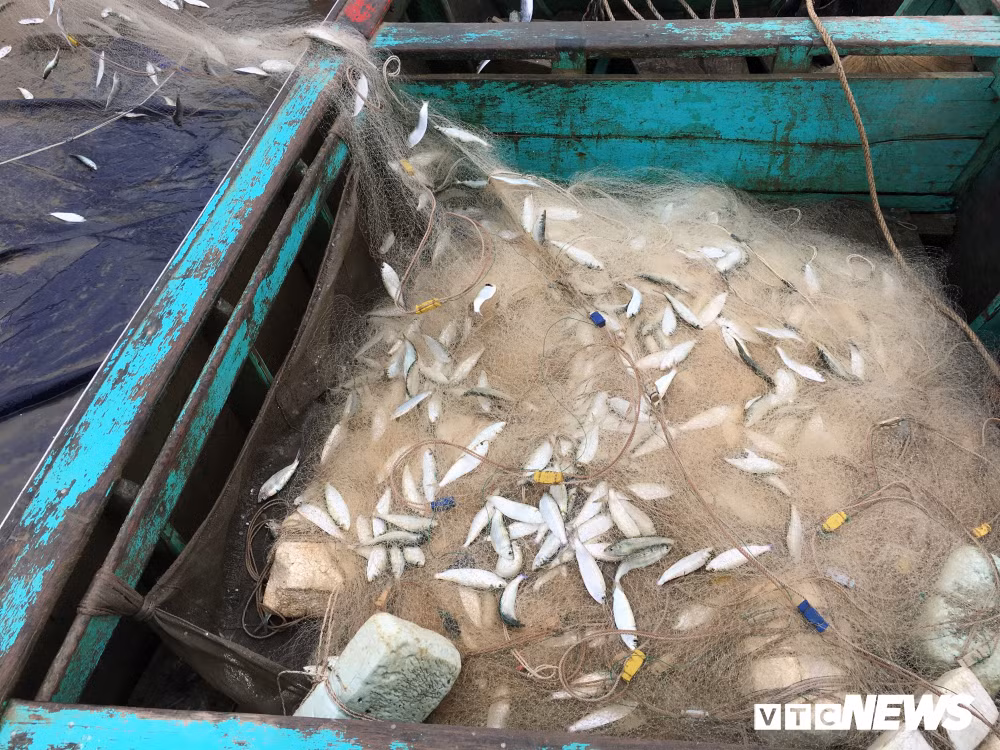 Ảnh: Cá trích mắc dày lưới, ngư dân Hà Tĩnh gỡ mỏi tay Anh: Ca trich mac day luoi, ngu dan Ha Tinh go moi tay